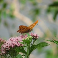 Garten- und Landschaftsbau Rohe Naturschutz
